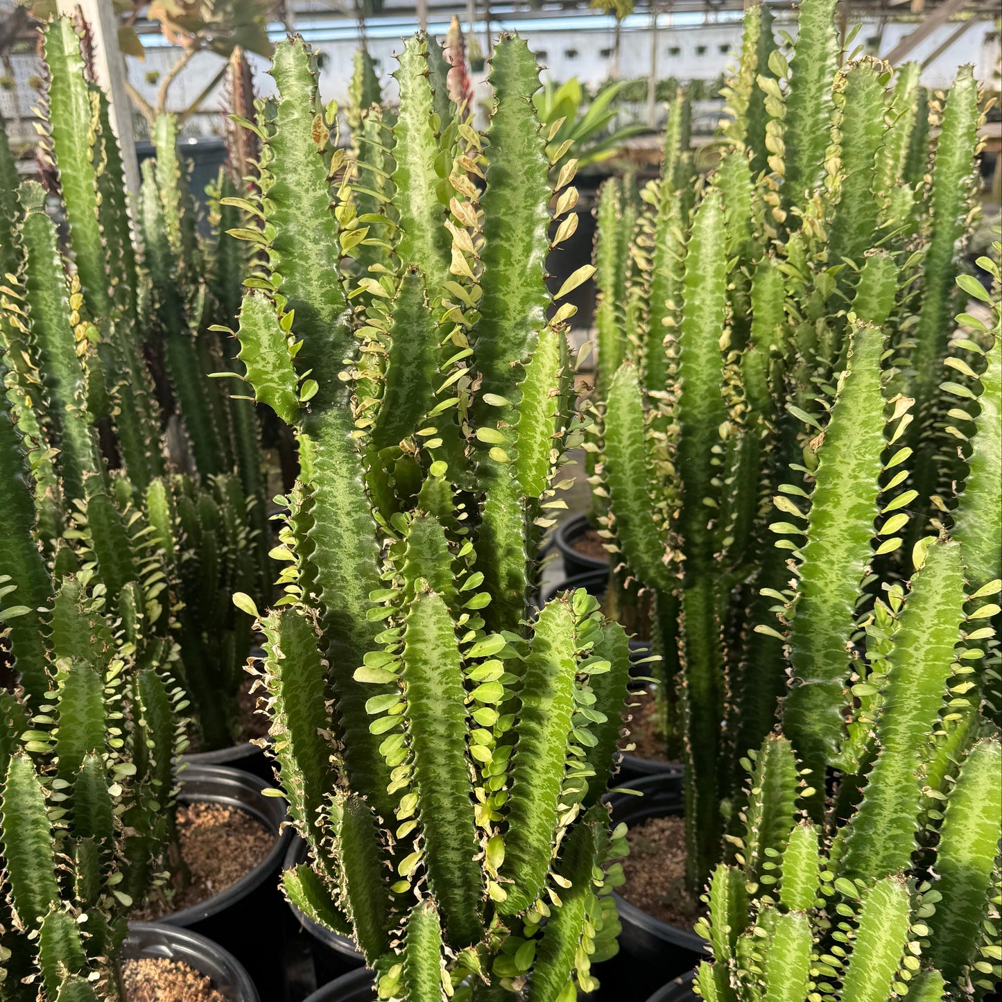 Euphorbia trigona
