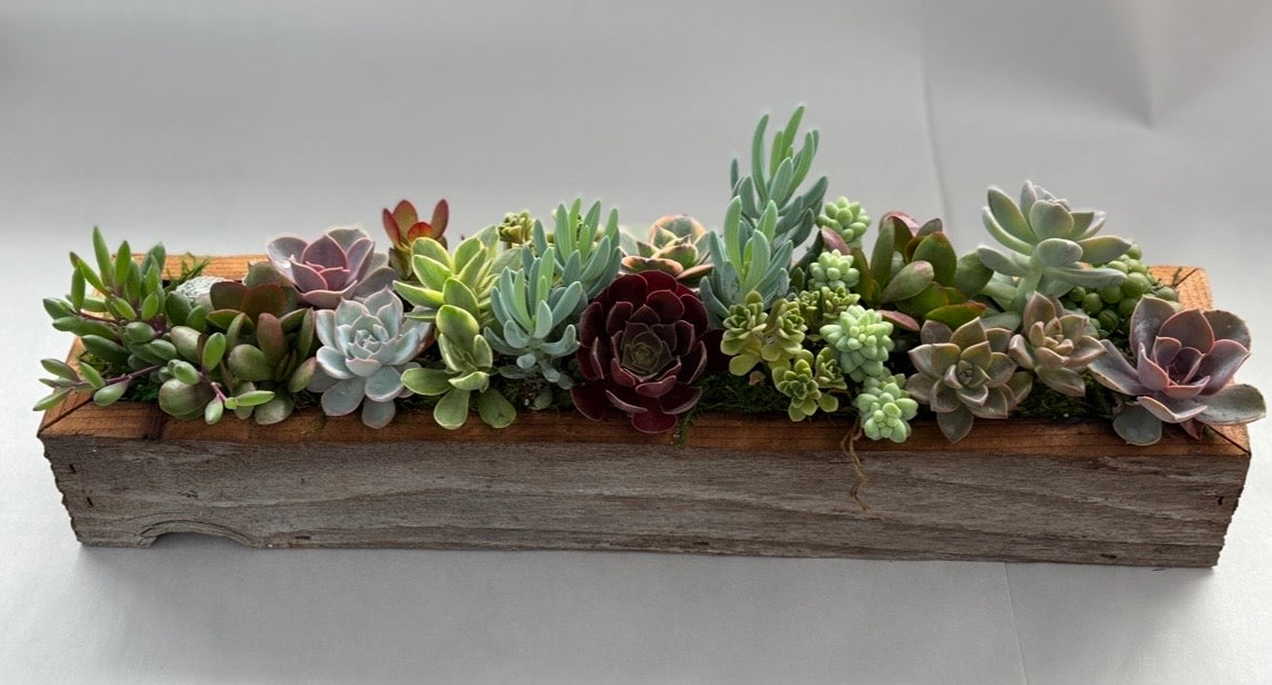 5/24 Succulent Centerpiece Workshop