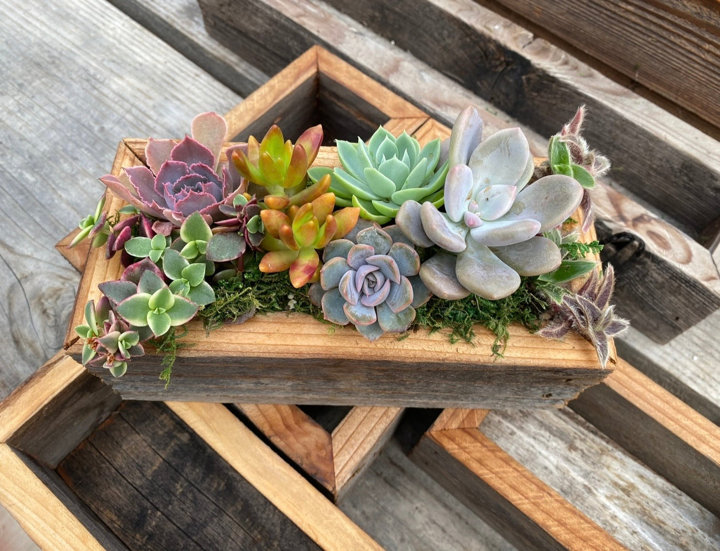 5/24 Succulent Centerpiece Workshop