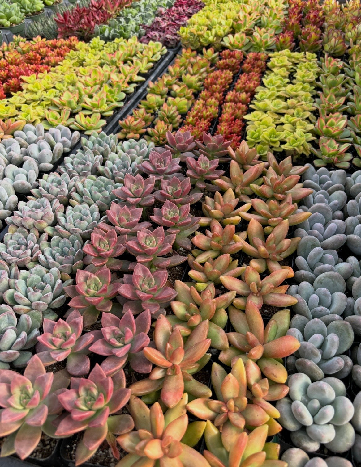 5/24 Succulent Centerpiece Workshop