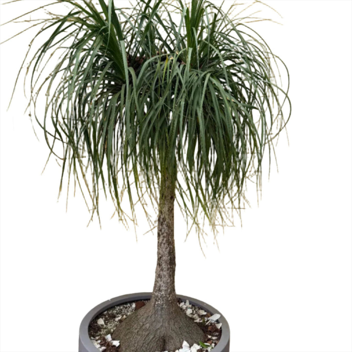 Beaucarnia recurvata