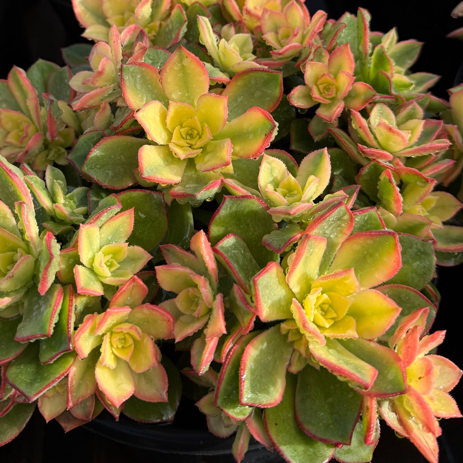 succulent with green and yellow leaves Aeonium 'Kiwi' – Succulent Gardens