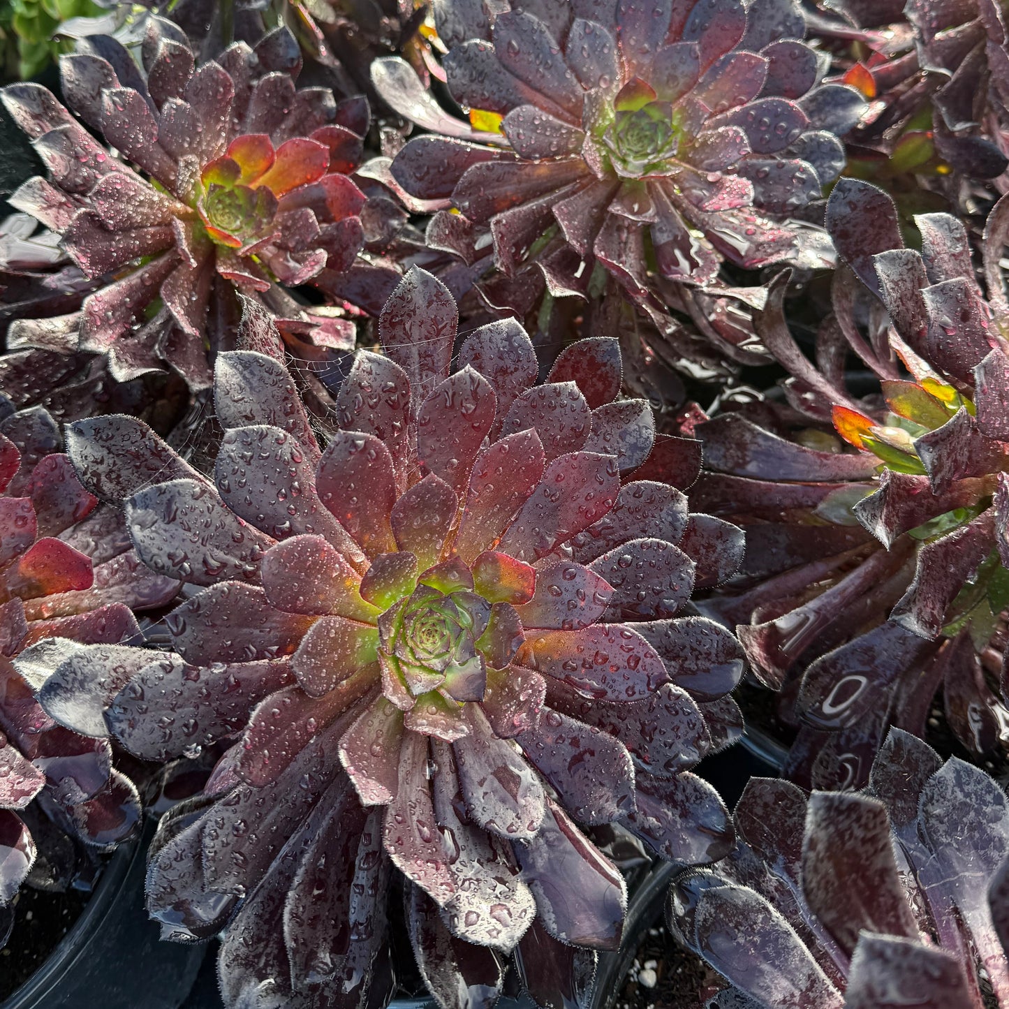 Aeonium 'Catlin'