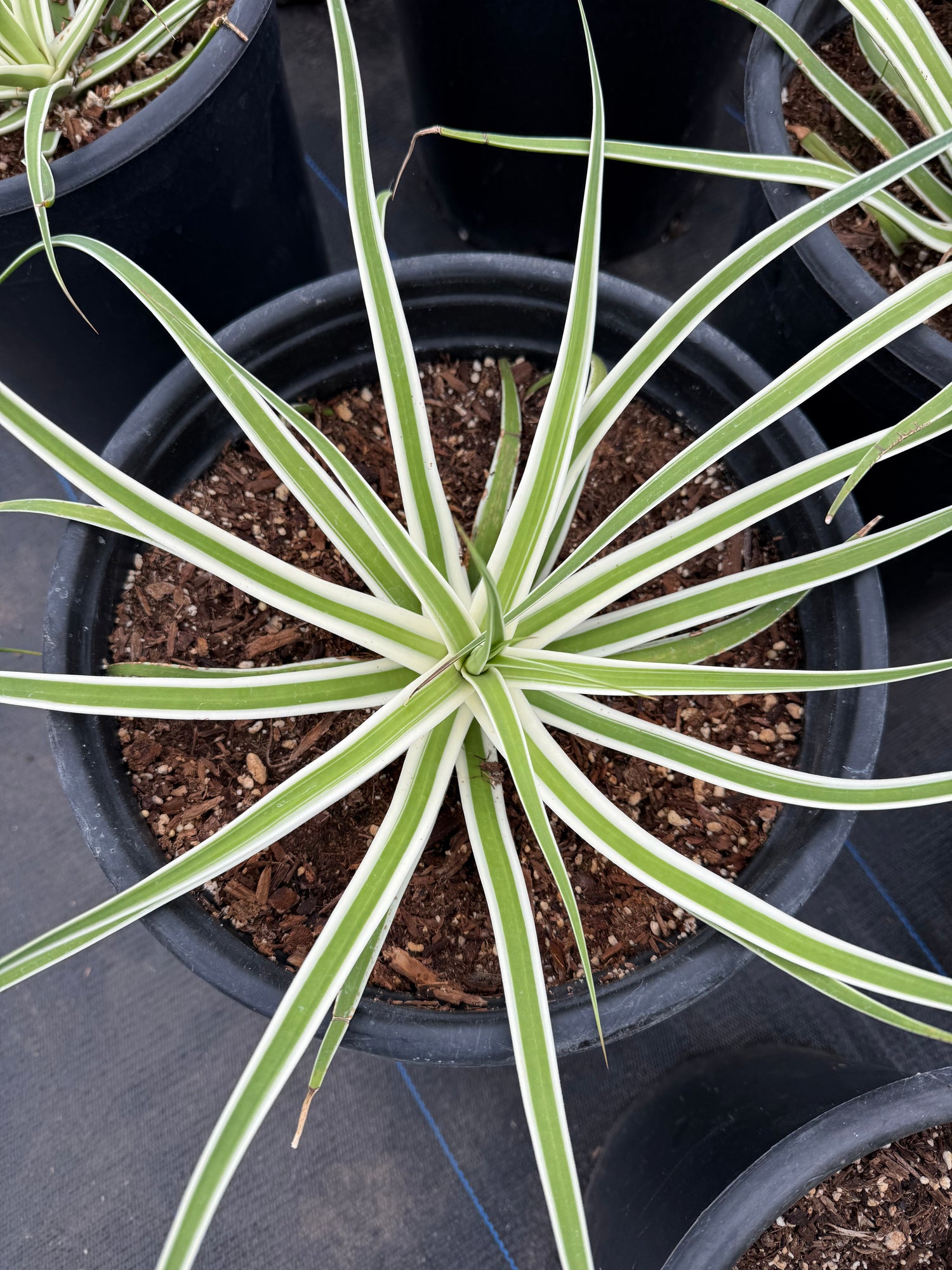 Agave bracteosa 'Monterrey Frost'