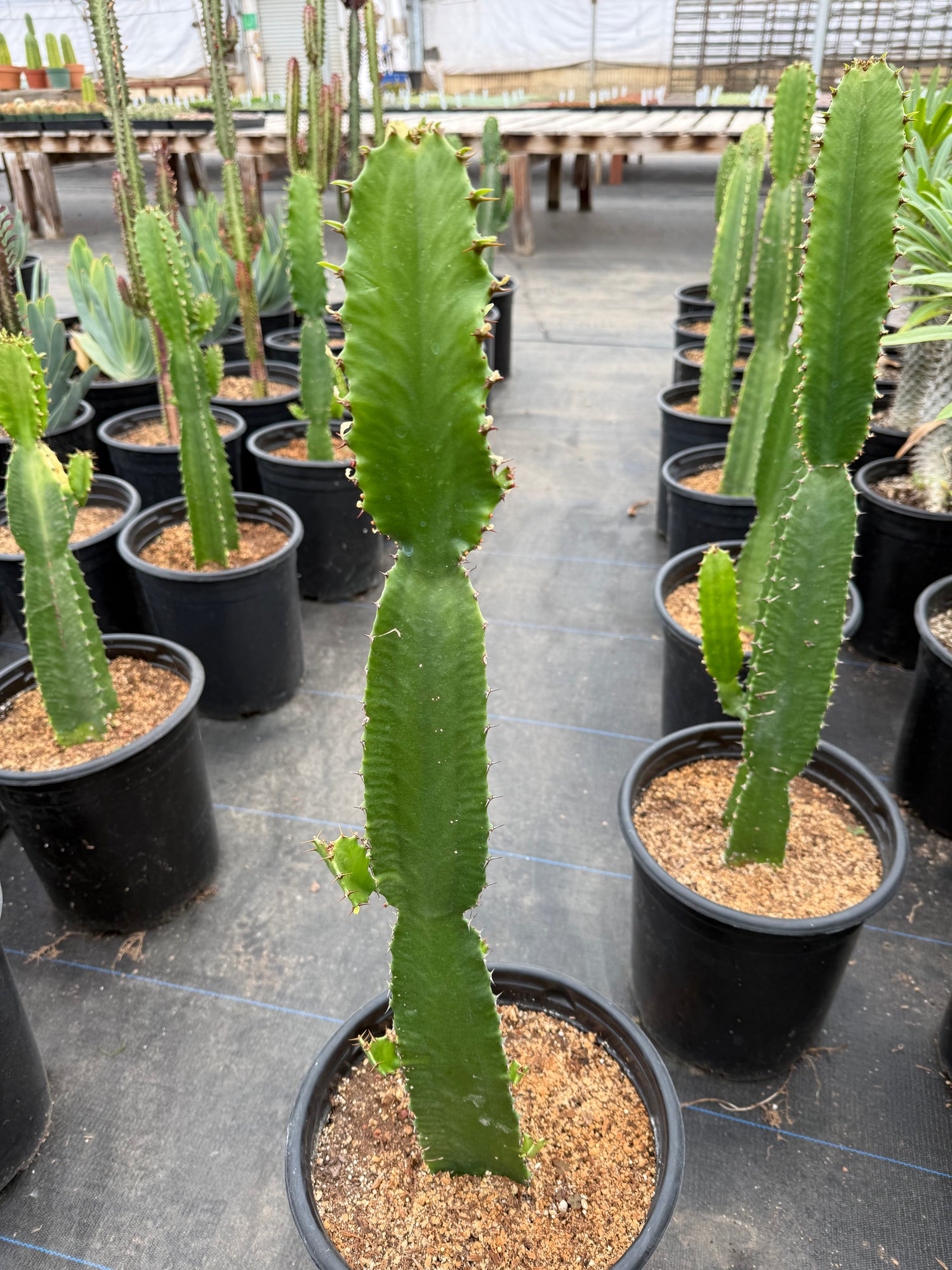 Euphorbia ingens 'Candelabra Cactus'
