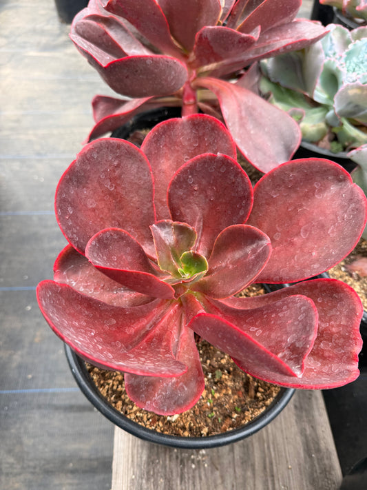 Echeveria 'Mahogany'