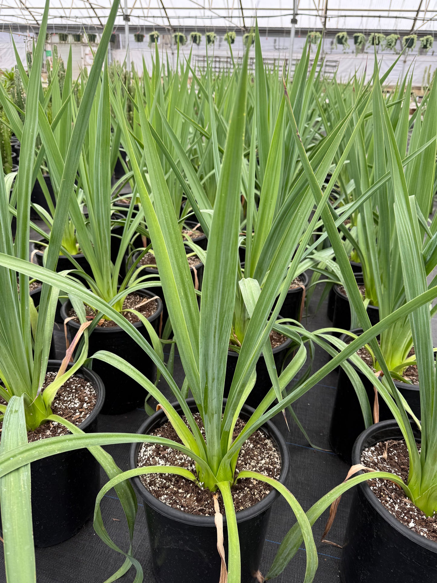 Yucca pendula