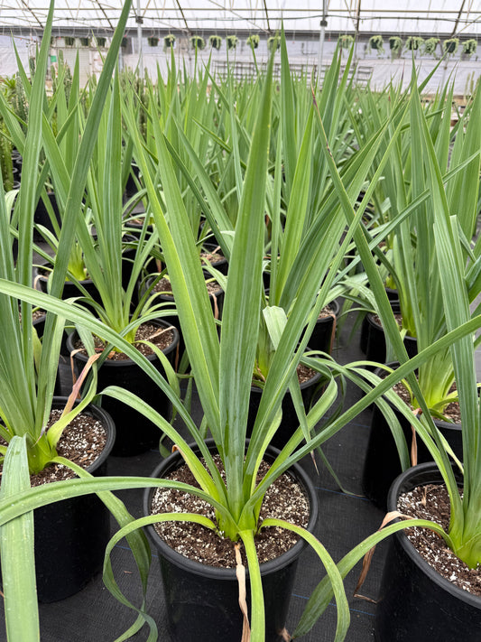 Yucca pendula