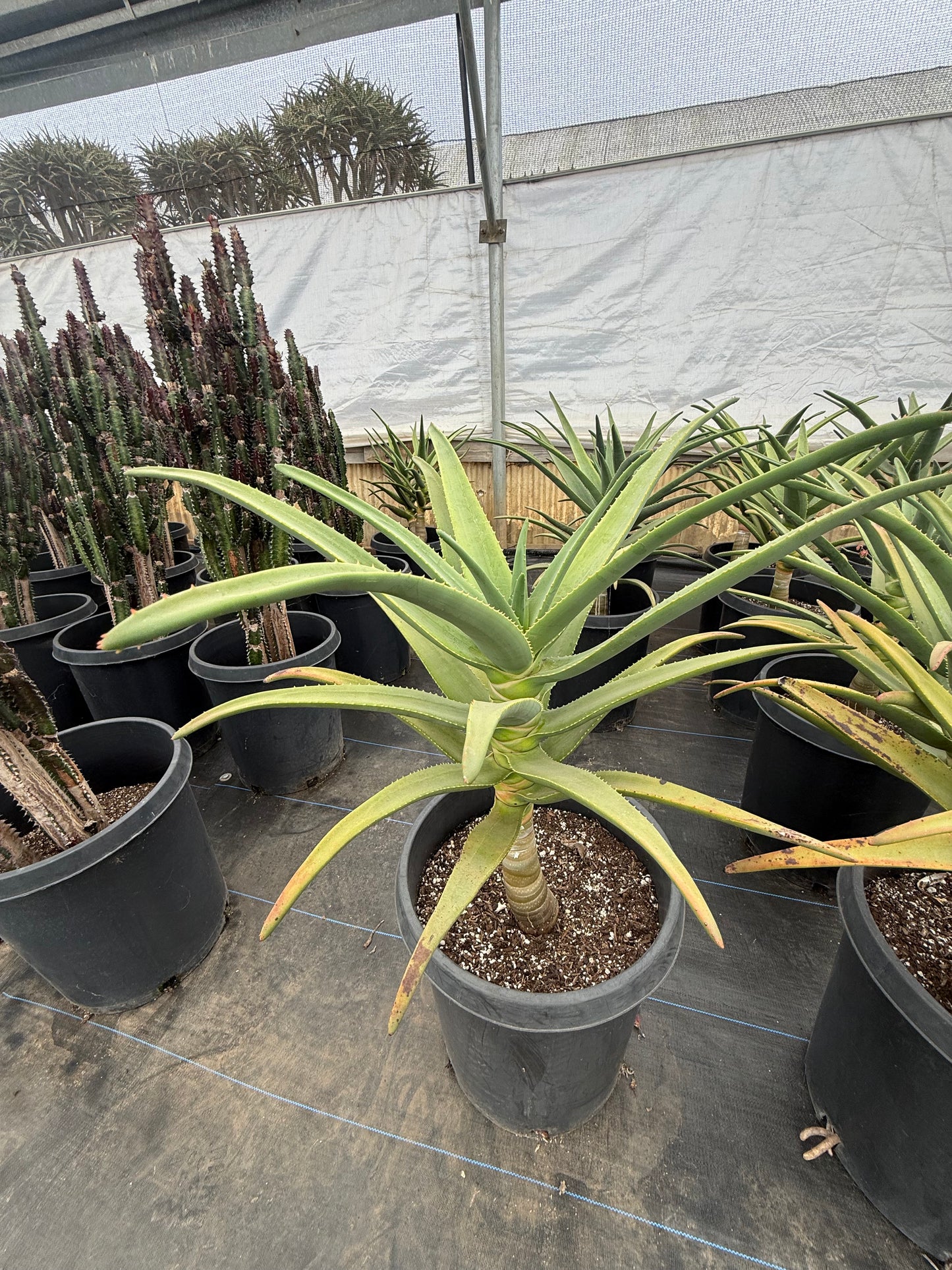 Aloe 'Hercules'