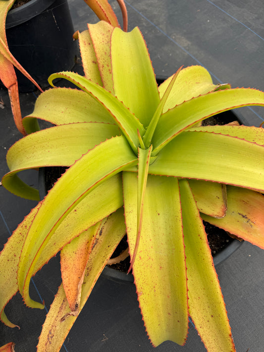 Aloe vanbalenii
