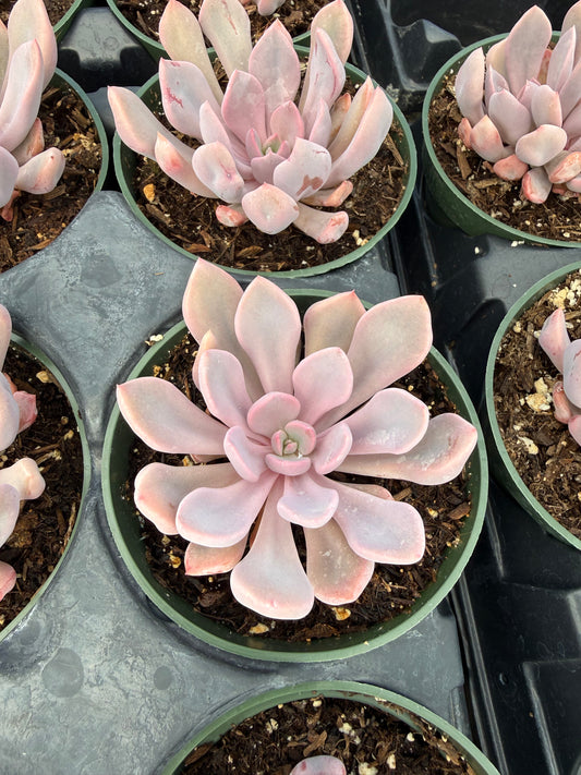 Graptoveria 'Debbie'