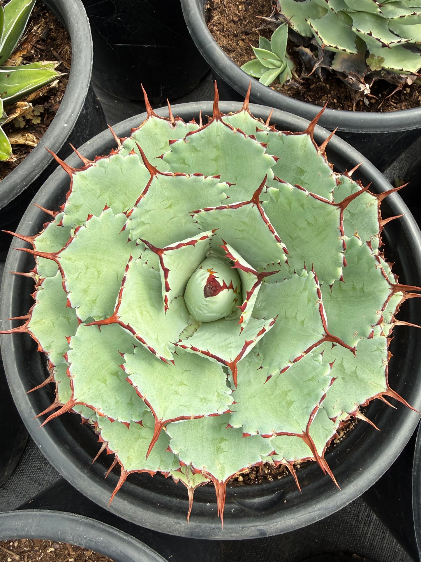 Agave potatorum 'Kichiokan'