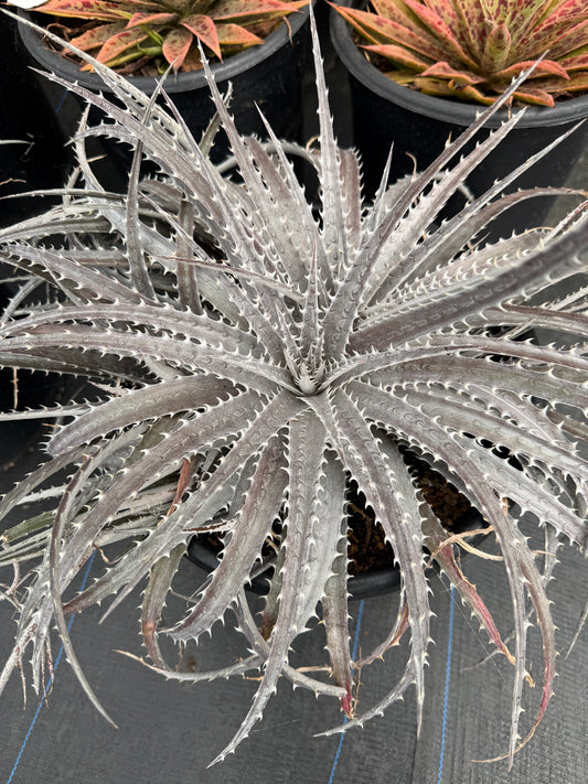 Dyckia mariner-lapostolelii