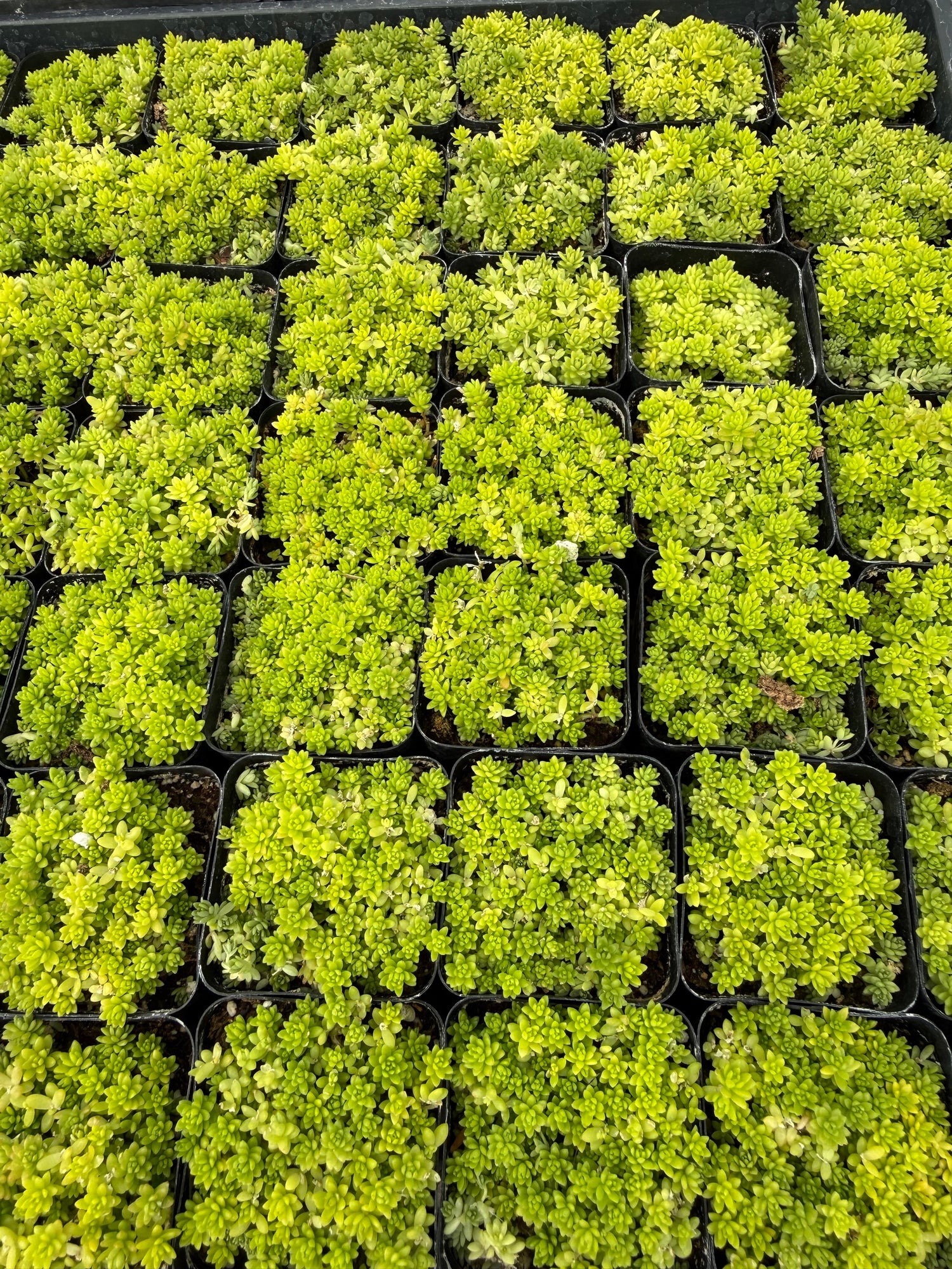 Sedum hispanicum 'Aureum'