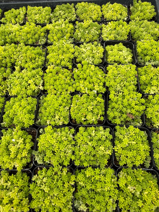 Sedum hispanicum 'Aureum'