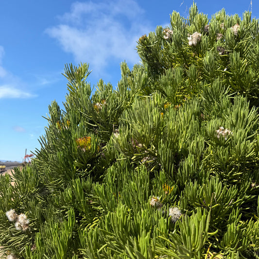 Senecio barbertonicus