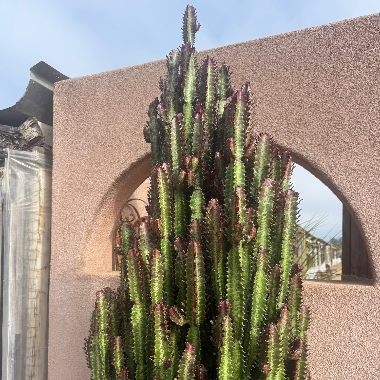 Euphorbia trigona 'Rubra'