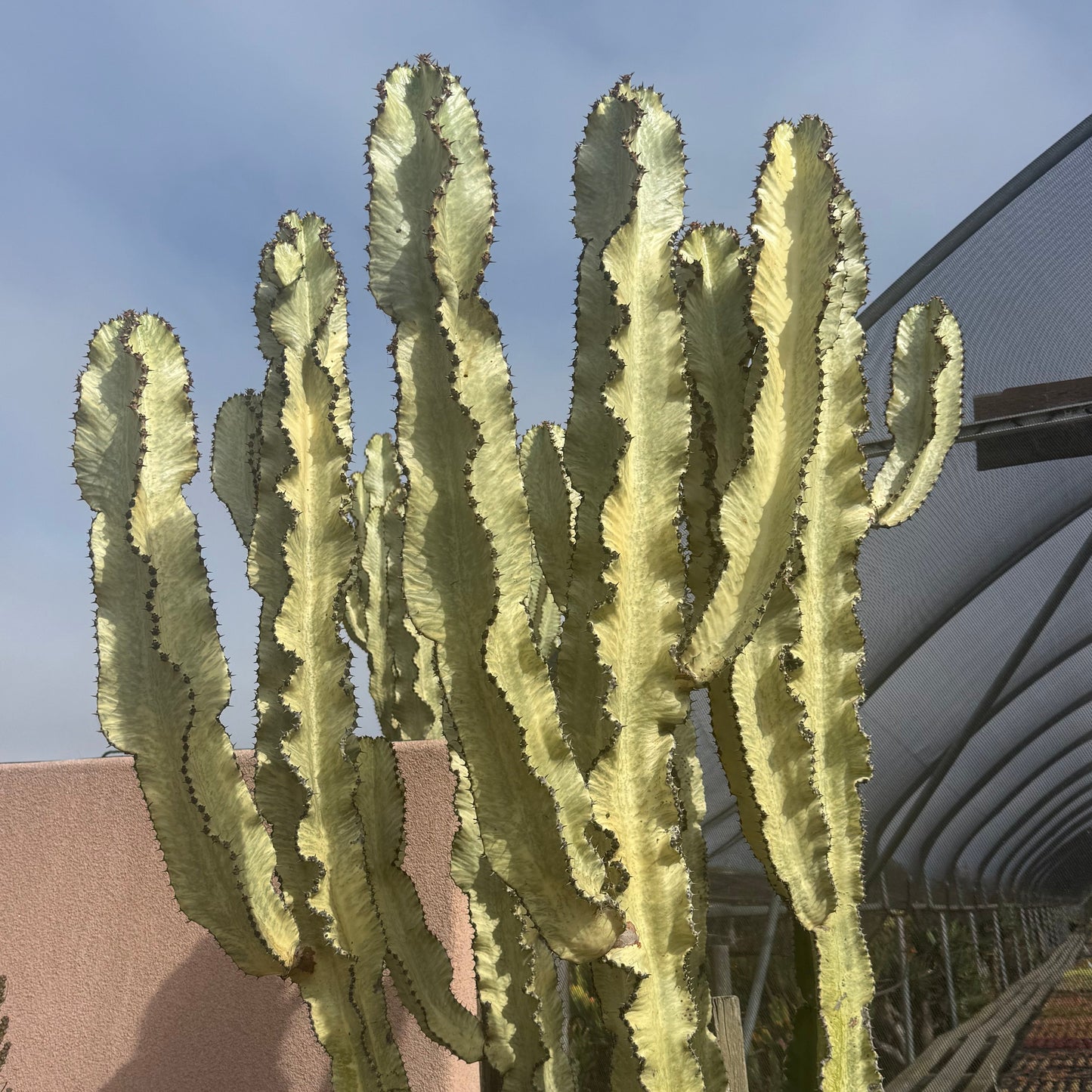 Euphorbia ammak variegata