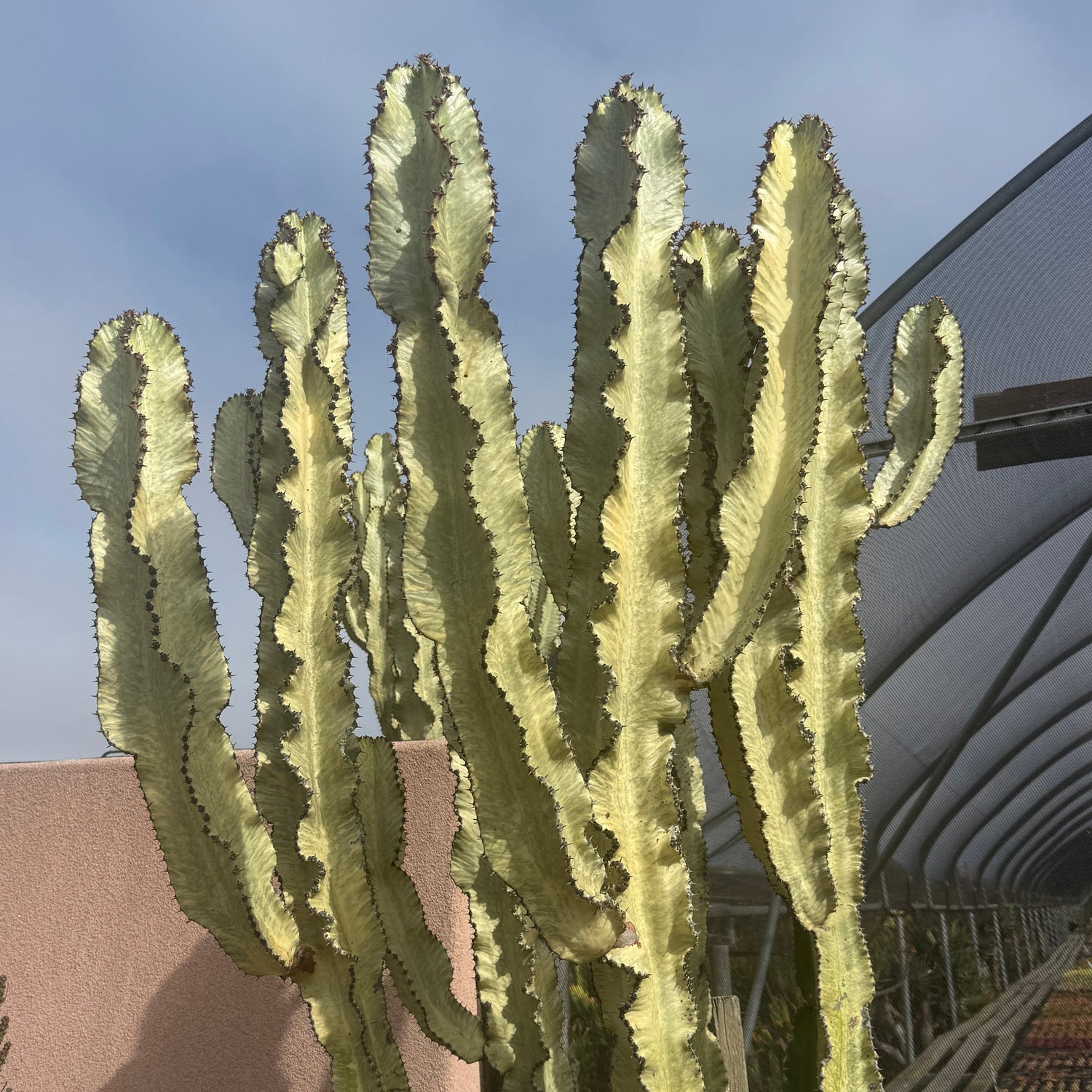 Euphorbia ammak variegata