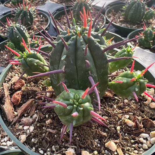 Euphorbia ferox