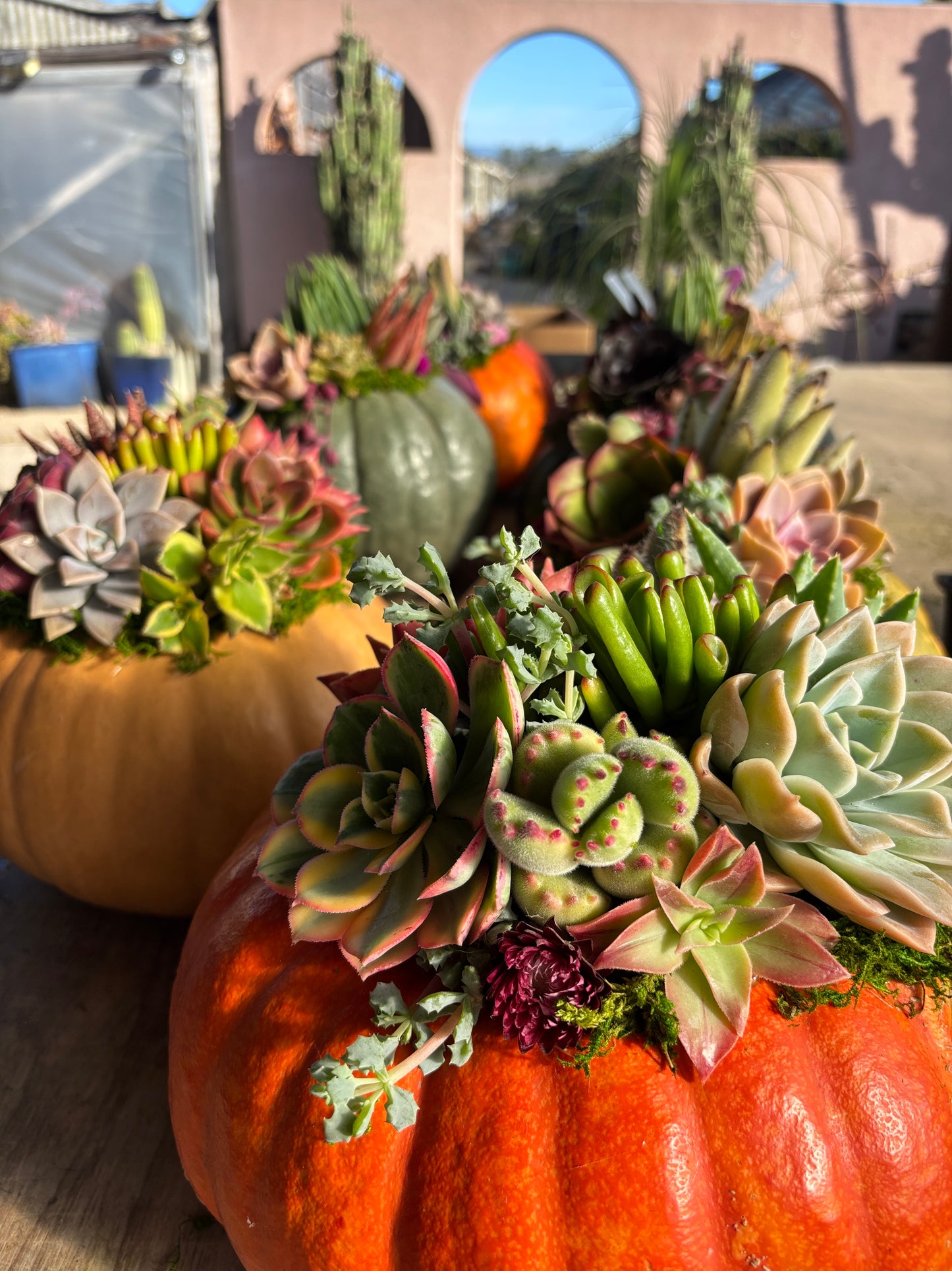SATURDAY 10/24 DIY Succulent Pumpkin Workshop