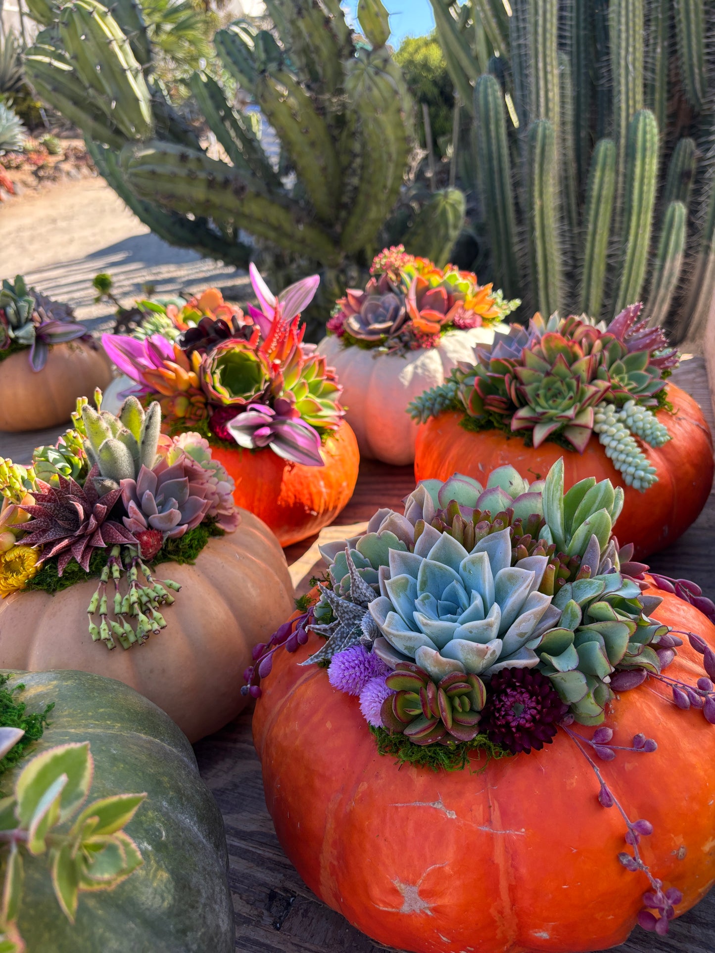 SATURDAY 10/24 DIY Succulent Pumpkin Workshop