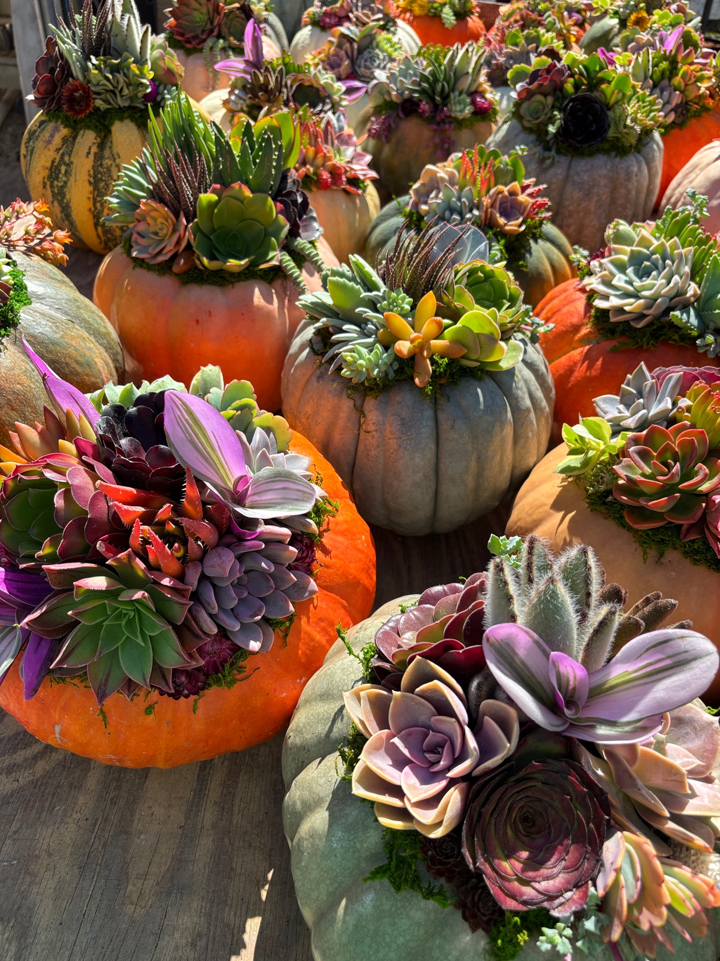SATURDAY 10/24 DIY Succulent Pumpkin Workshop