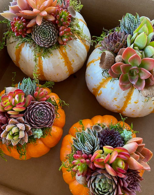 10/26 DIY Succulent Pumpkin Workshop