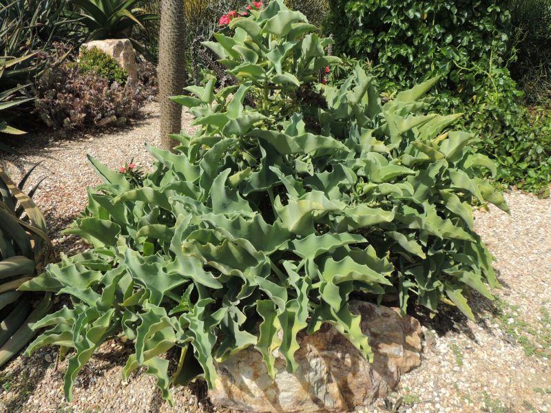 Kalanchoe beharensis furless