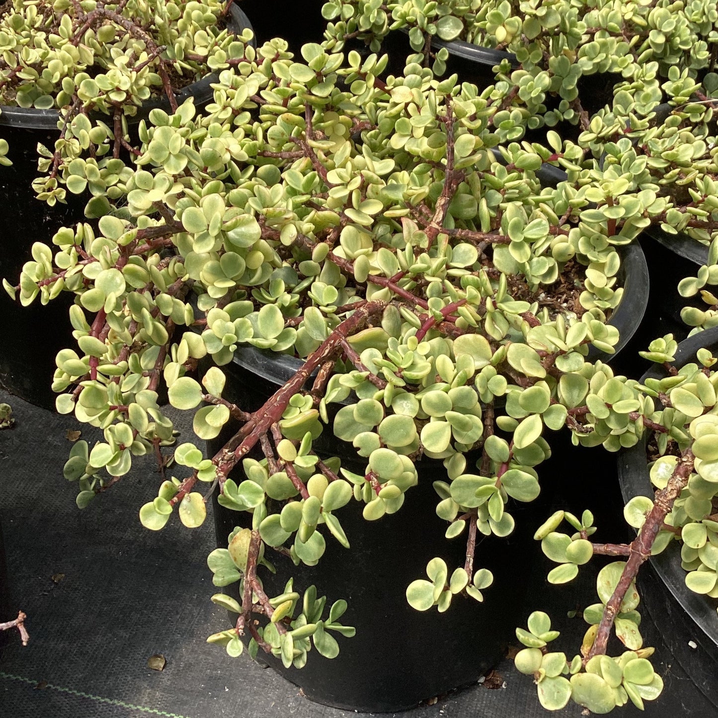 portulacaria afra prostrate form Portulcaria afra prostrate form – Succulent Gardens