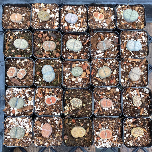 Lithop sp.