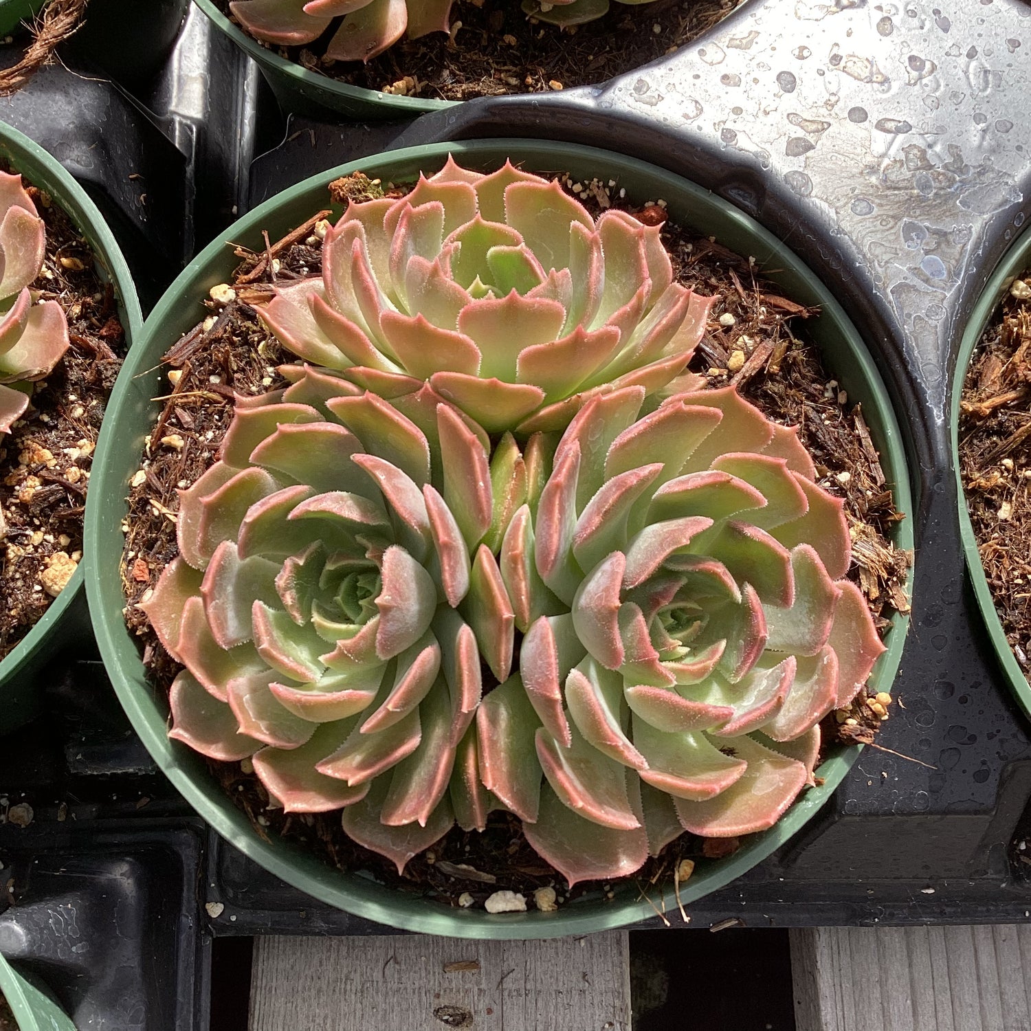 rose echeveria succulent Echeveria 'Brown Rose' – Succulent Gardens