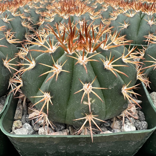 Melocactus conoideus