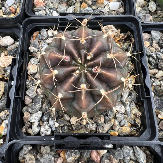 Gymnocalycium damsii