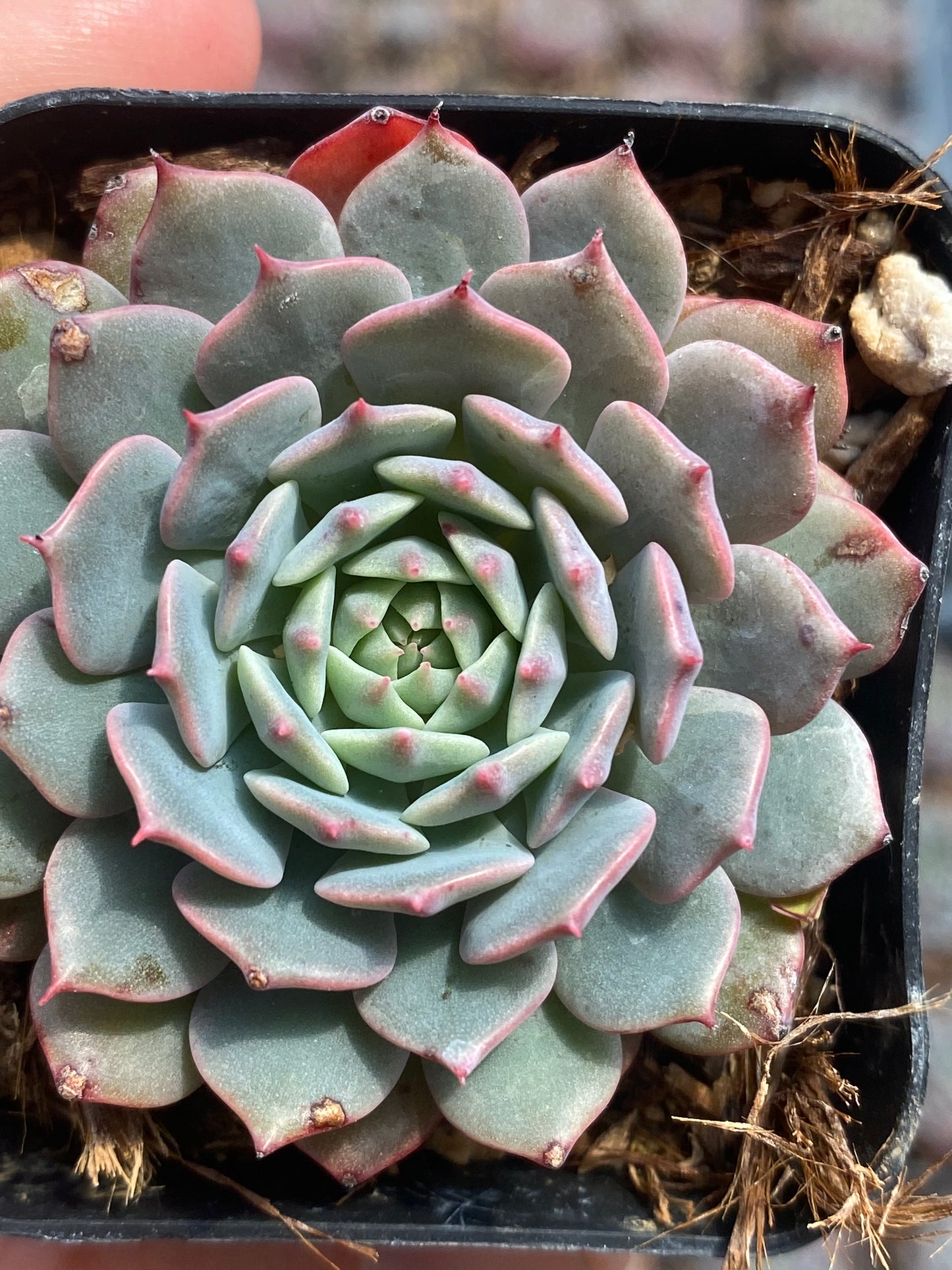 pinwheel succulent plant Echeveria 'Pinwheel' – Succulent Gardens