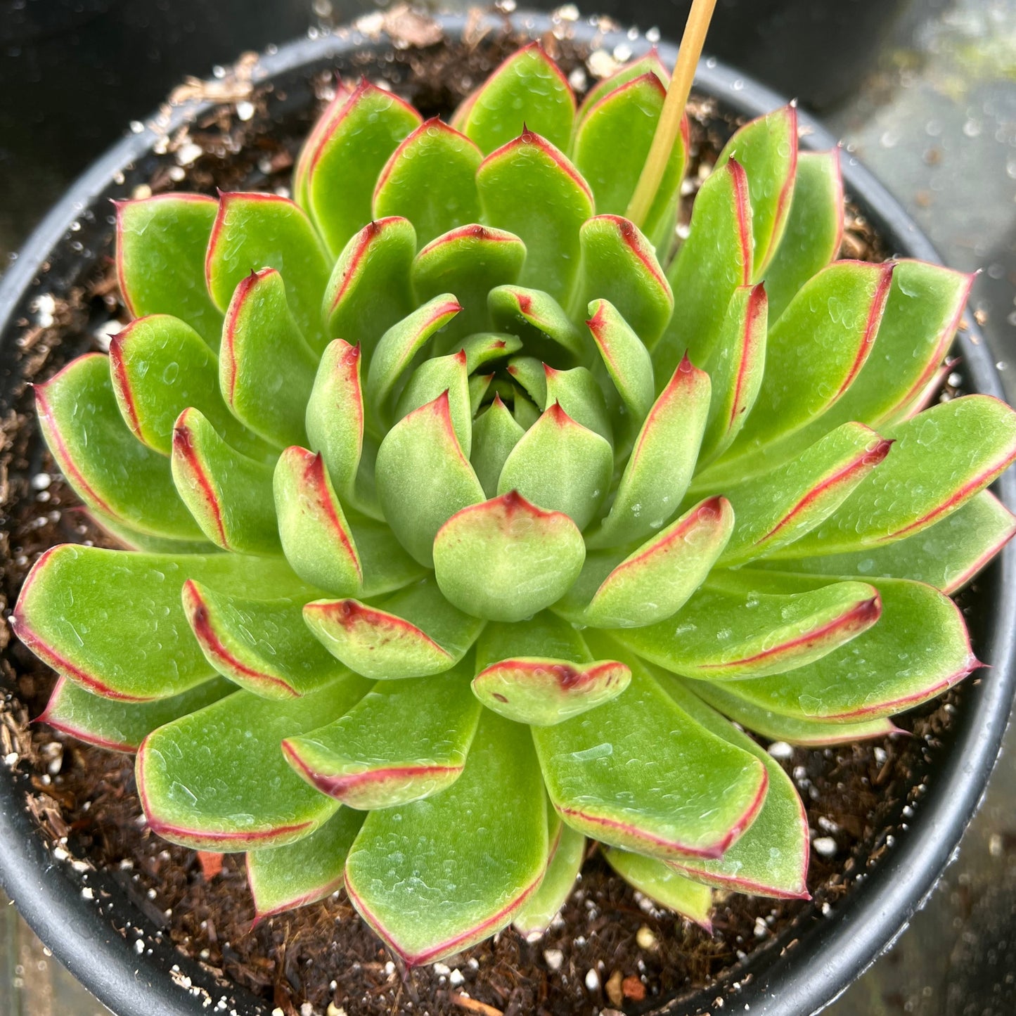 red pointy succulent Echeveria 'Red Blush' – Succulent Gardens