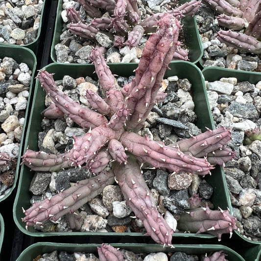 Huernia procumbens