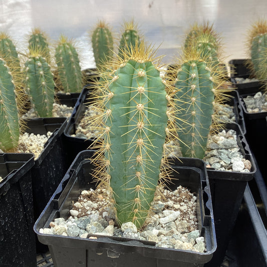 Pilosocereus azureus (syn. pachycladus)