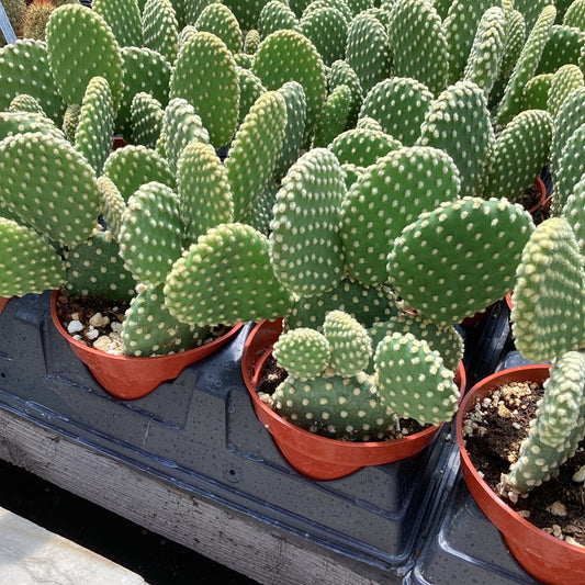 Opuntia microdasys var. pallida