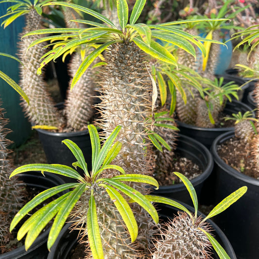 Pachypodium lamerei