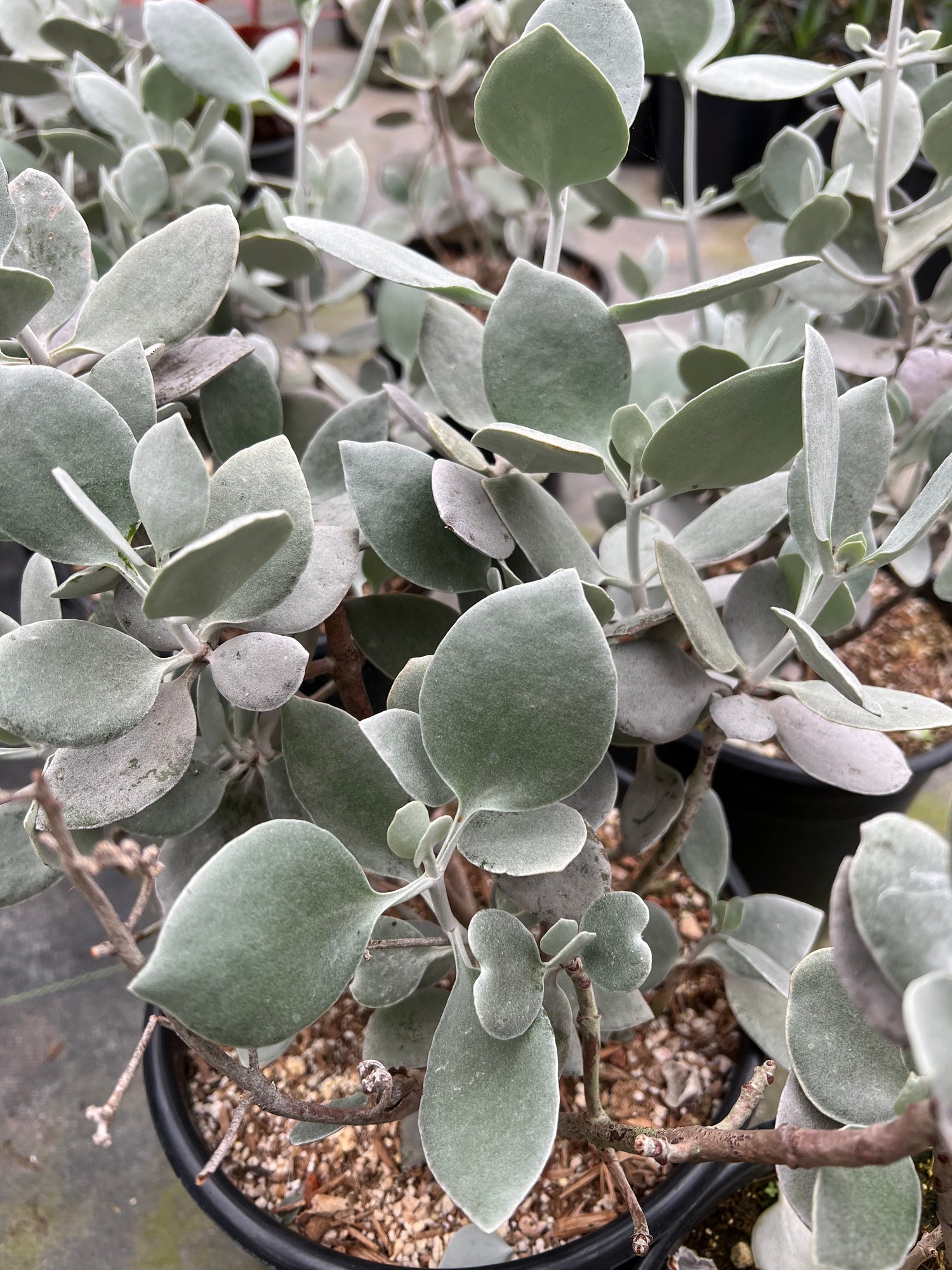 succulent silver Kalanchoe 'Silver Spoons' – Succulent Gardens