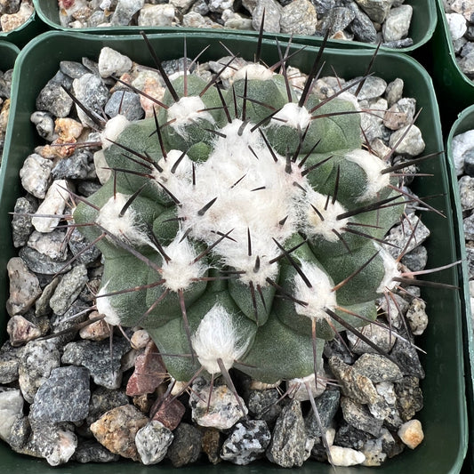 Copiapoa grandiflora