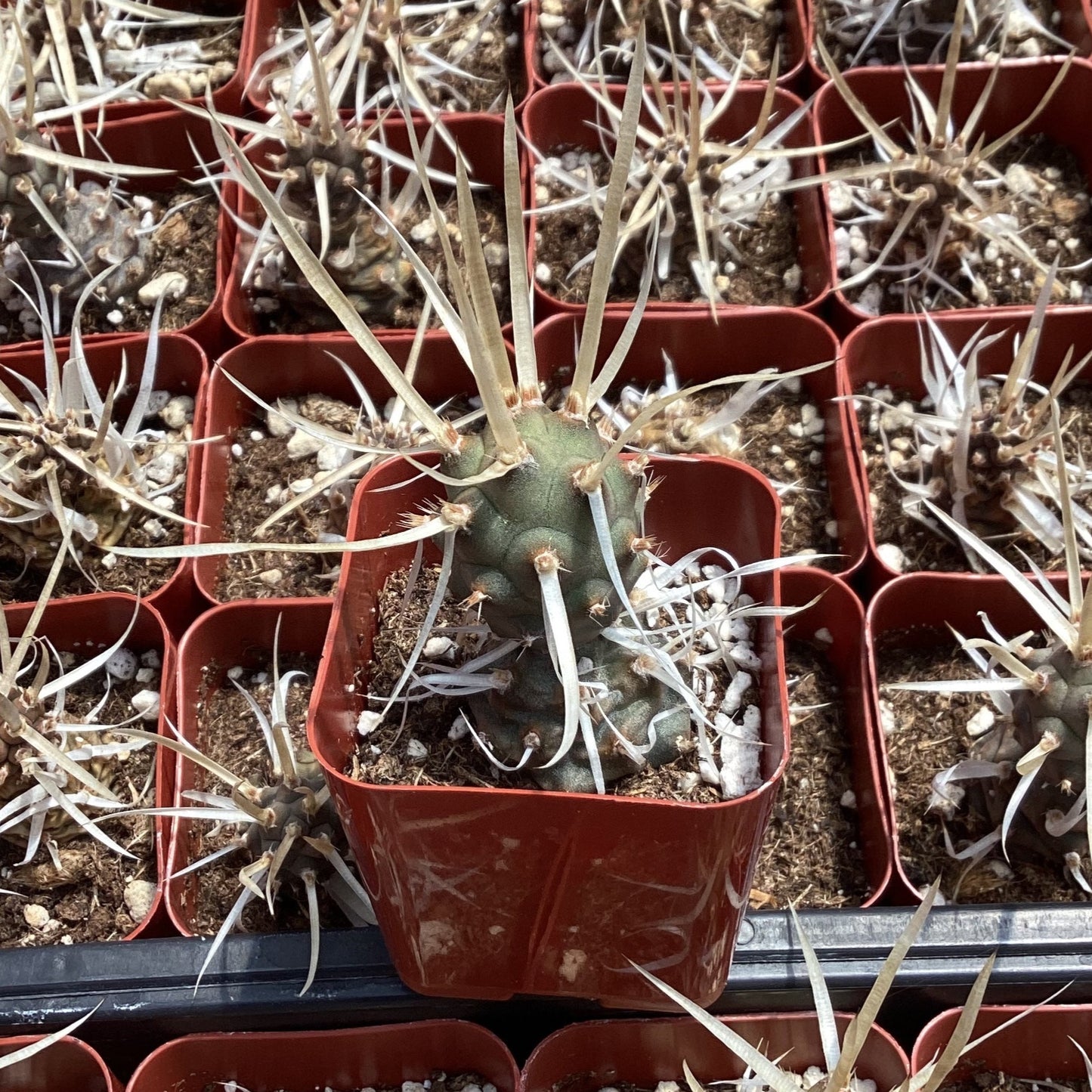 Tephrocactus articulatus 'Paper Spine'