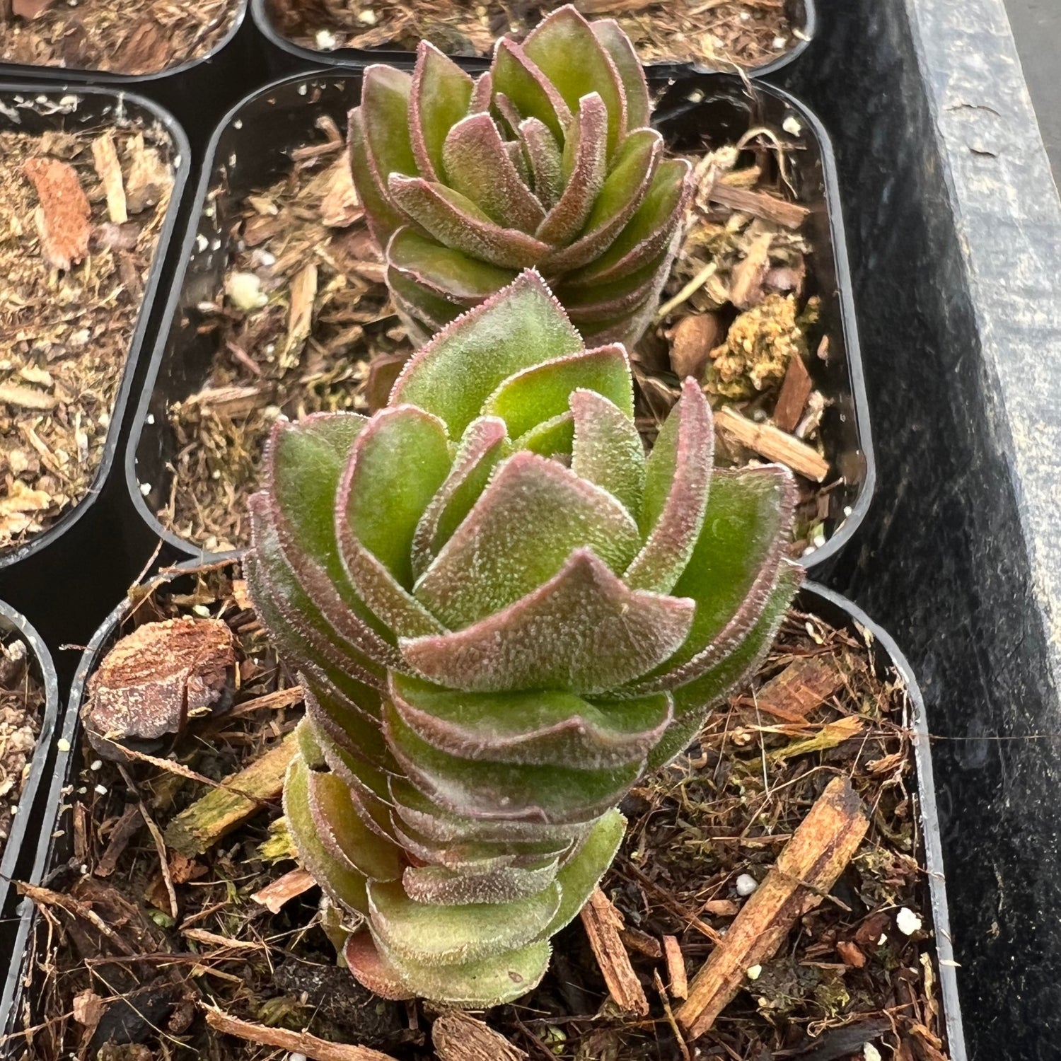 buddha's temple succulent plant Crassula 'Buddha's Temple' – Succulent Gardens