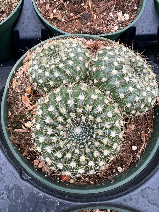 Notocactus werdermannianus