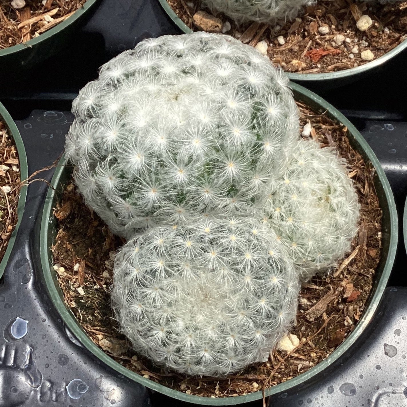 Mammillaria plumosa