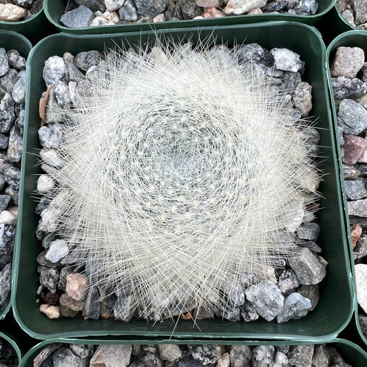 Rebutia albipilosa