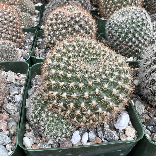 Rebutia narvaecensis