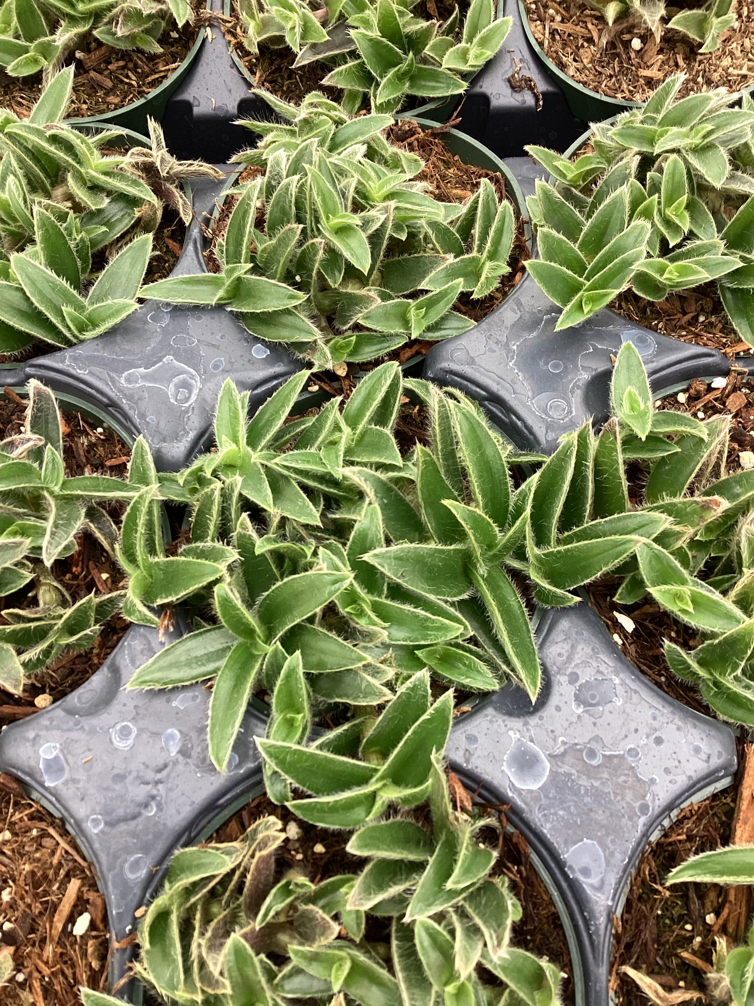 kitten ear succulent Cyanotis somaliensis – Succulent Gardens