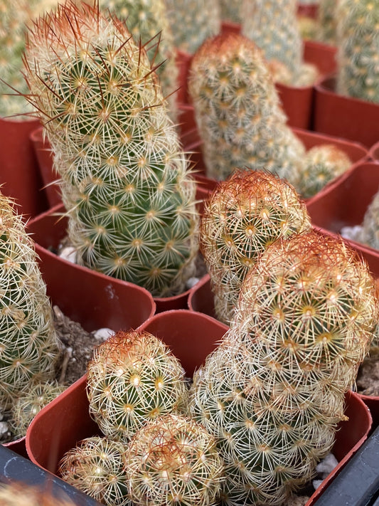 Mammillaria elongata